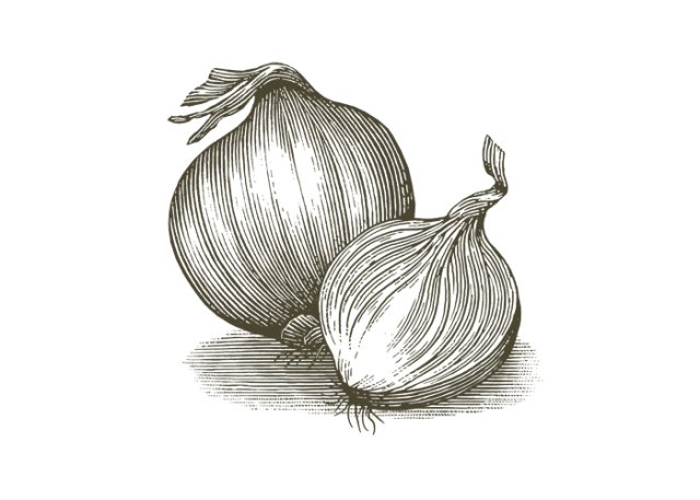 Onions art